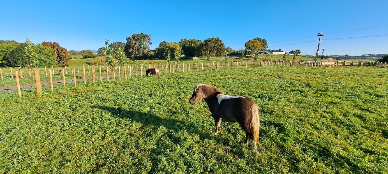 Country Comfort - Only 10 Minutes From Hamilton Cbd Exteriér fotografie